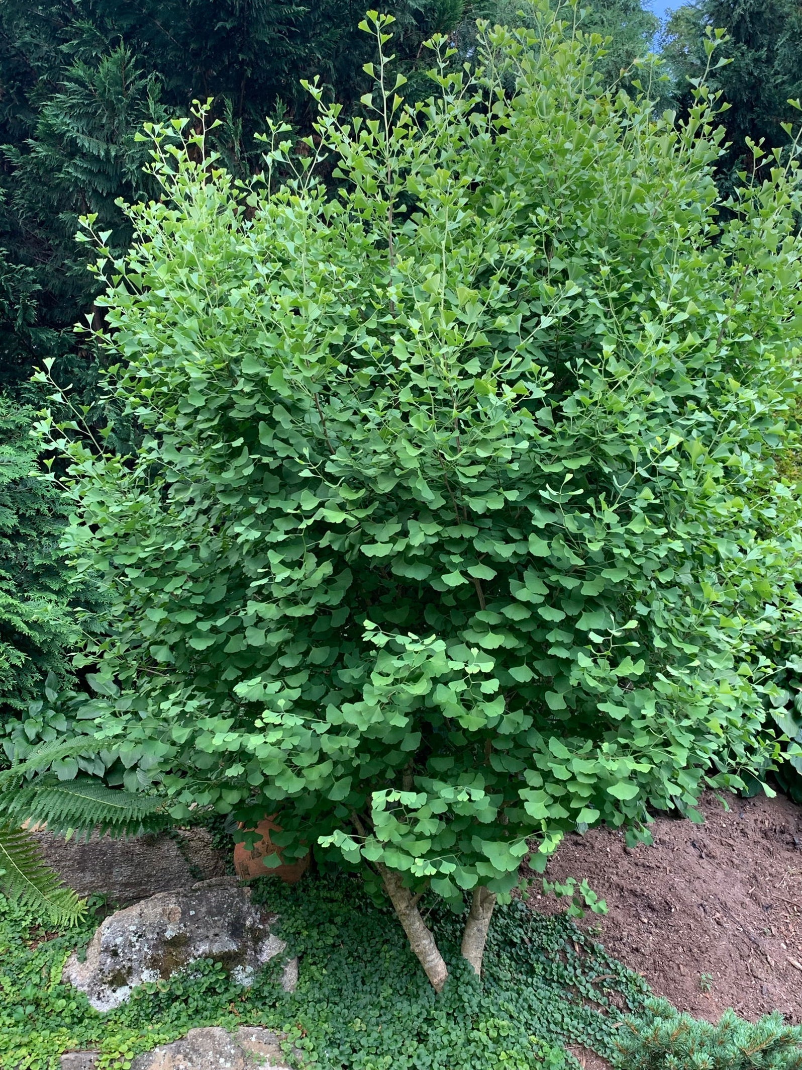 Buy Ginkgo biloba 'Chi-chi' Ginkgo Tree — Mr Maple │ Buy Japanese Maple ...