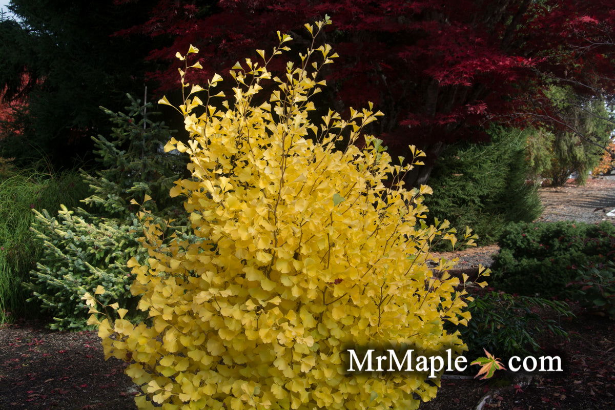Buy Ginkgo biloba 'Chi-chi' Ginkgo Tree — Mr Maple │ Buy Japanese Maple ...