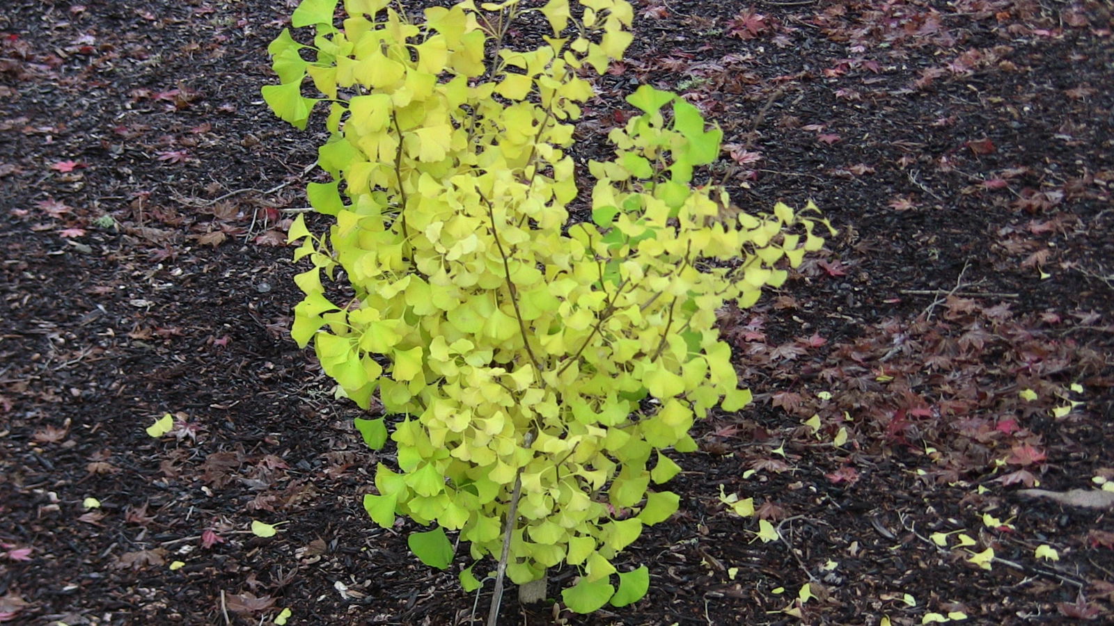 Buy Ginkgo biloba 'Chi-chi' Ginkgo Tree — Mr Maple │ Buy Japanese Maple ...