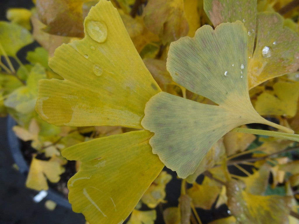 Buy Ginkgo biloba 'Chi-chi' Ginkgo Tree — Mr Maple │ Buy Japanese Maple ...