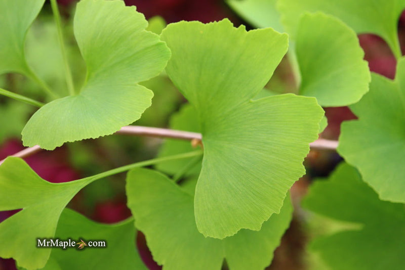 - Ginkgo biloba 'China Pendula' Weeping Male Ginkgo Tree - Mr Maple │ Buy Japanese Maple Trees