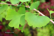 - Ginkgo biloba 'China Pendula' Weeping Male Ginkgo Tree - Mr Maple │ Buy Japanese Maple Trees