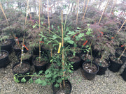 - Ginkgo biloba 'Chotek' Rare Weeping Male Ginkgo Tree - Mr Maple │ Buy Japanese Maple Trees