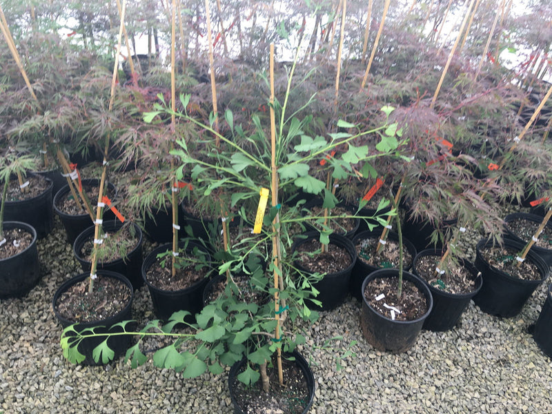 - Ginkgo biloba 'Chotek' Rare Weeping Male Ginkgo Tree - Mr Maple │ Buy Japanese Maple Trees