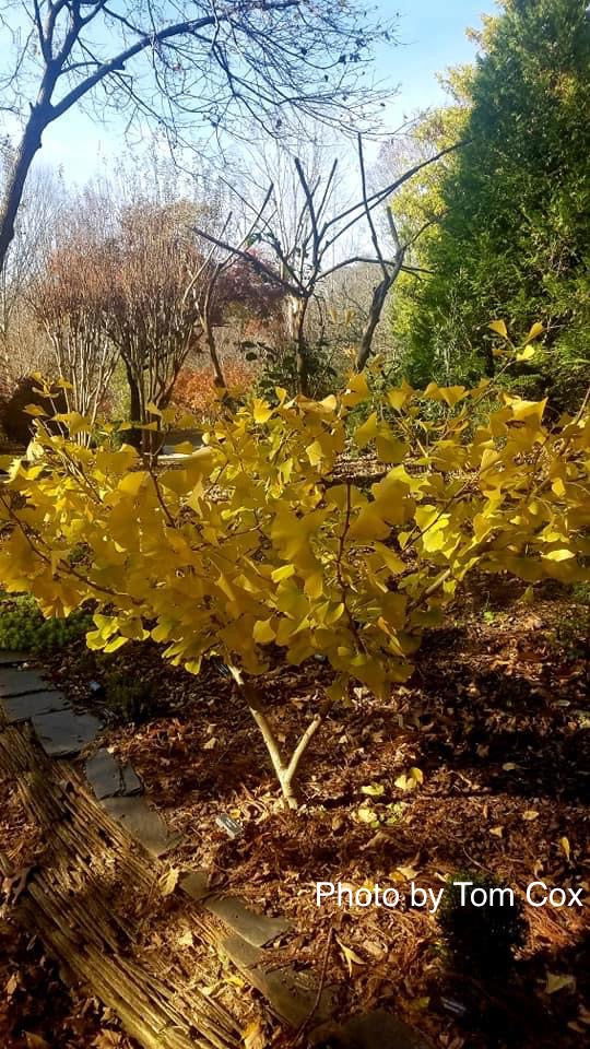 - Ginkgo biloba 'Chotek' Rare Weeping Male Ginkgo Tree - Mr Maple │ Buy Japanese Maple Trees