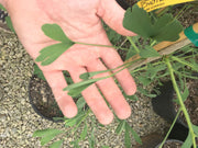 - Ginkgo biloba 'Chotek' Rare Weeping Male Ginkgo Tree - Mr Maple │ Buy Japanese Maple Trees