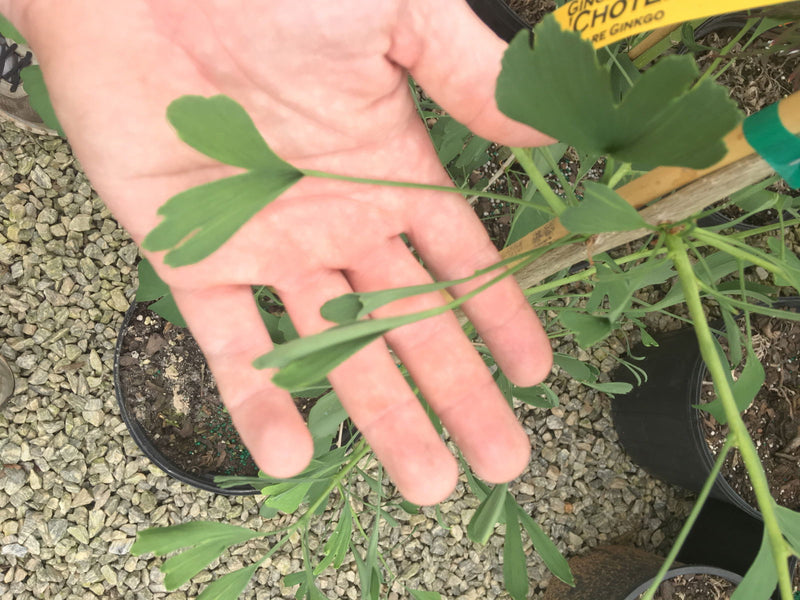 - Ginkgo biloba 'Chotek' Rare Weeping Male Ginkgo Tree - Mr Maple │ Buy Japanese Maple Trees