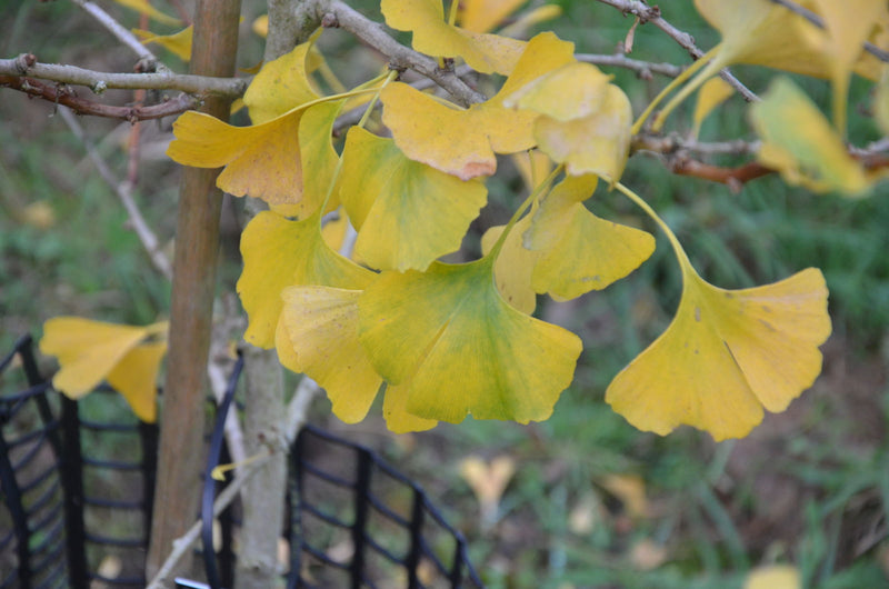 - Ginkgo biloba 'Chotek' Rare Weeping Male Ginkgo Tree - Mr Maple │ Buy Japanese Maple Trees