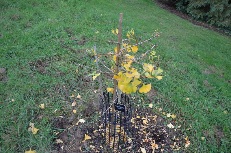 - Ginkgo biloba 'Chotek' Rare Weeping Male Ginkgo Tree - Mr Maple │ Buy Japanese Maple Trees