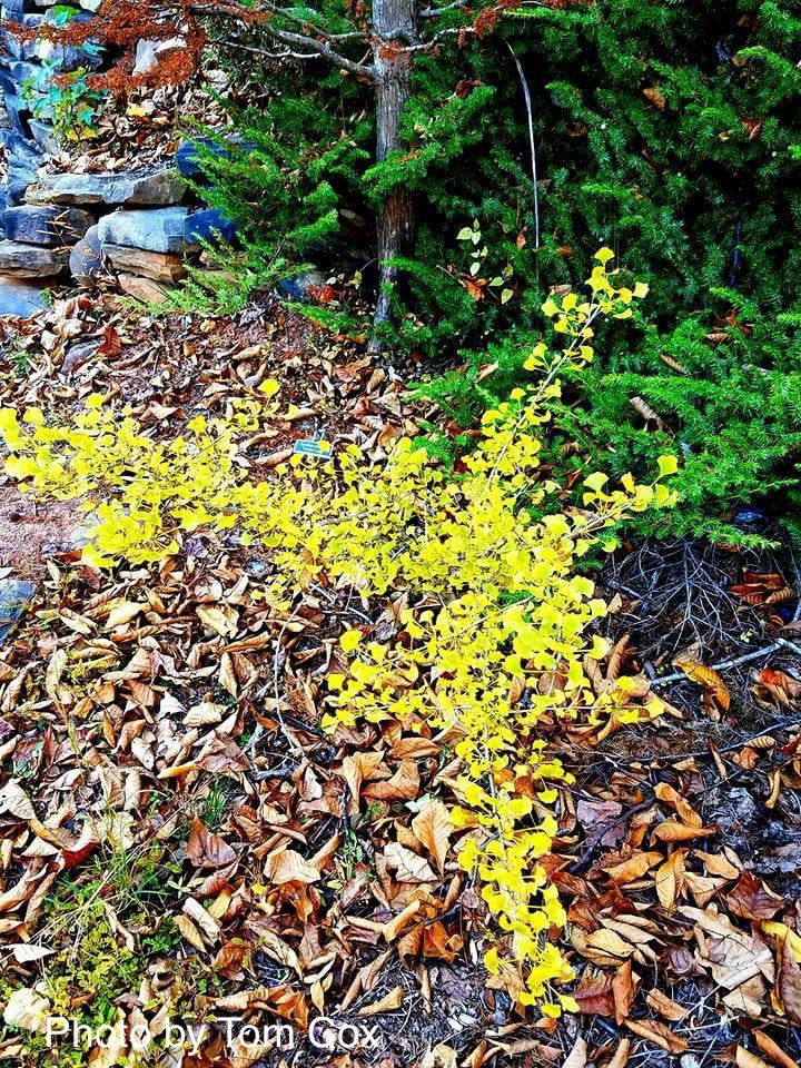 - Ginkgo biloba 'Chris's Dwarf' aka "Munchkin" Male Ginkgo Tree - Mr Maple │ Buy Japanese Maple Trees