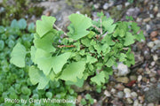 - Ginkgo biloba 'Chris's Dwarf' aka "Munchkin" Male Ginkgo Tree - Mr Maple │ Buy Japanese Maple Trees