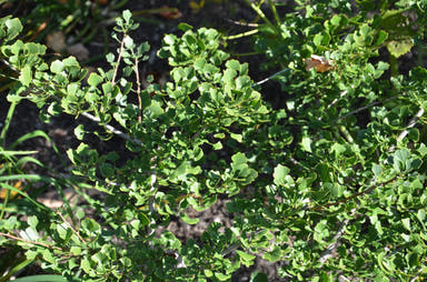 - Ginkgo biloba 'Chris's Dwarf' aka "Munchkin" Male Ginkgo Tree - Mr Maple │ Buy Japanese Maple Trees
