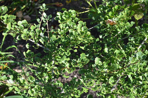 - Ginkgo biloba 'Chris's Dwarf' aka "Munchkin" Male Ginkgo Tree - Mr Maple │ Buy Japanese Maple Trees