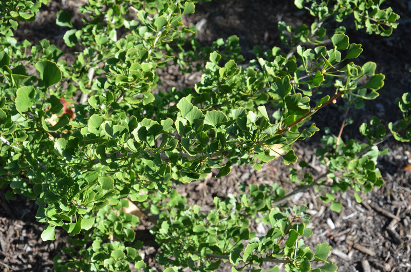 - Ginkgo biloba 'Chris's Dwarf' aka "Munchkin" Male Ginkgo Tree - Mr Maple │ Buy Japanese Maple Trees