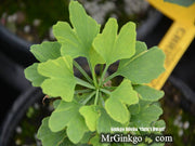 - Ginkgo biloba 'Chris's Dwarf' aka "Munchkin" Male Ginkgo Tree - Mr Maple │ Buy Japanese Maple Trees
