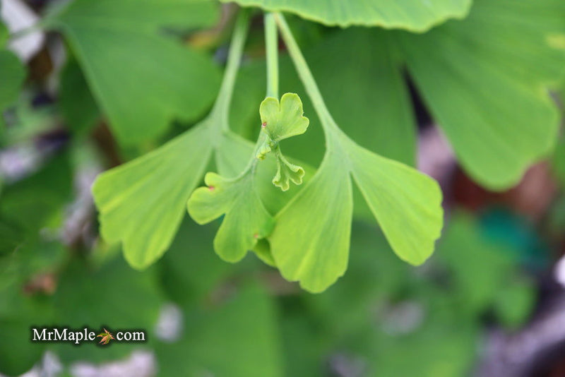 - Ginkgo biloba 'Chris's Dwarf' aka "Munchkin" Male Ginkgo Tree - Mr Maple │ Buy Japanese Maple Trees