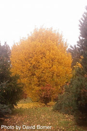 - Ginkgo biloba 'David' Male Semi-Dwarf Ginkgo Tree - Mr Maple │ Buy Japanese Maple Trees