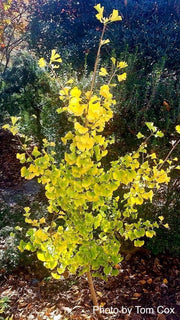 - Ginkgo biloba 'David' Male Semi-Dwarf Ginkgo Tree - Mr Maple │ Buy Japanese Maple Trees