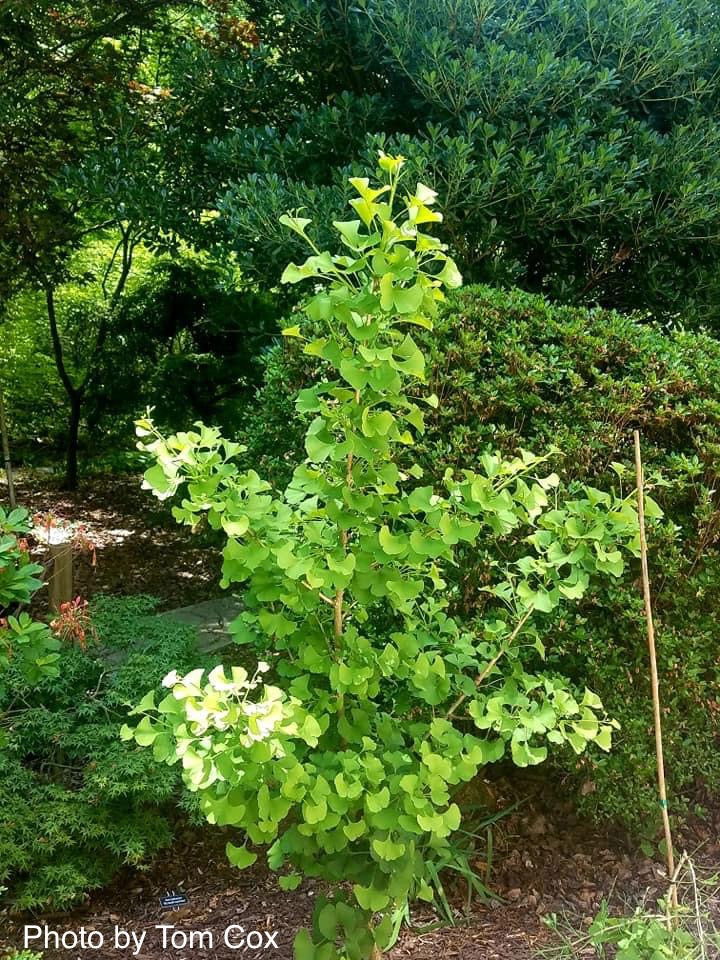 - Ginkgo biloba 'David' Male Semi-Dwarf Ginkgo Tree - Mr Maple │ Buy Japanese Maple Trees