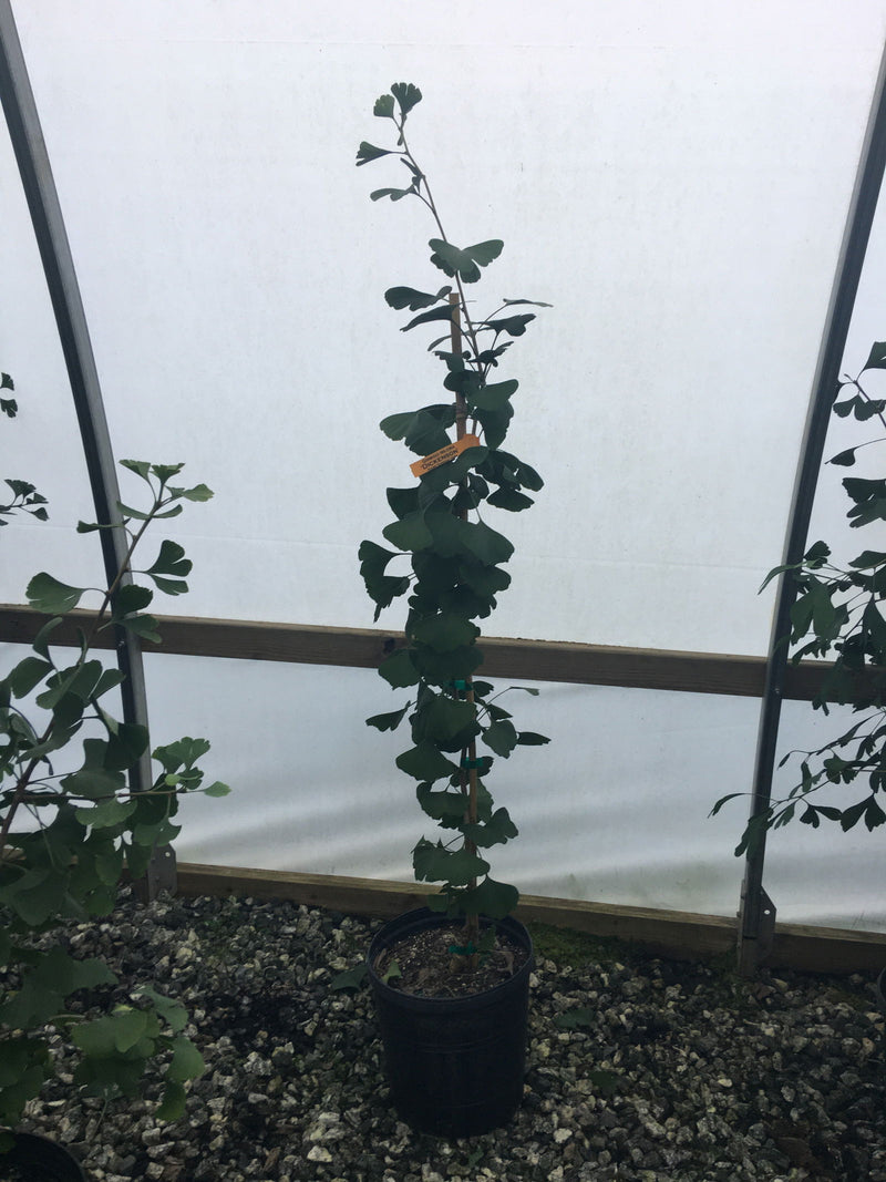 - Ginkgo biloba 'Dickenson' Male Ginkgo Tree - Mr Maple │ Buy Japanese Maple Trees