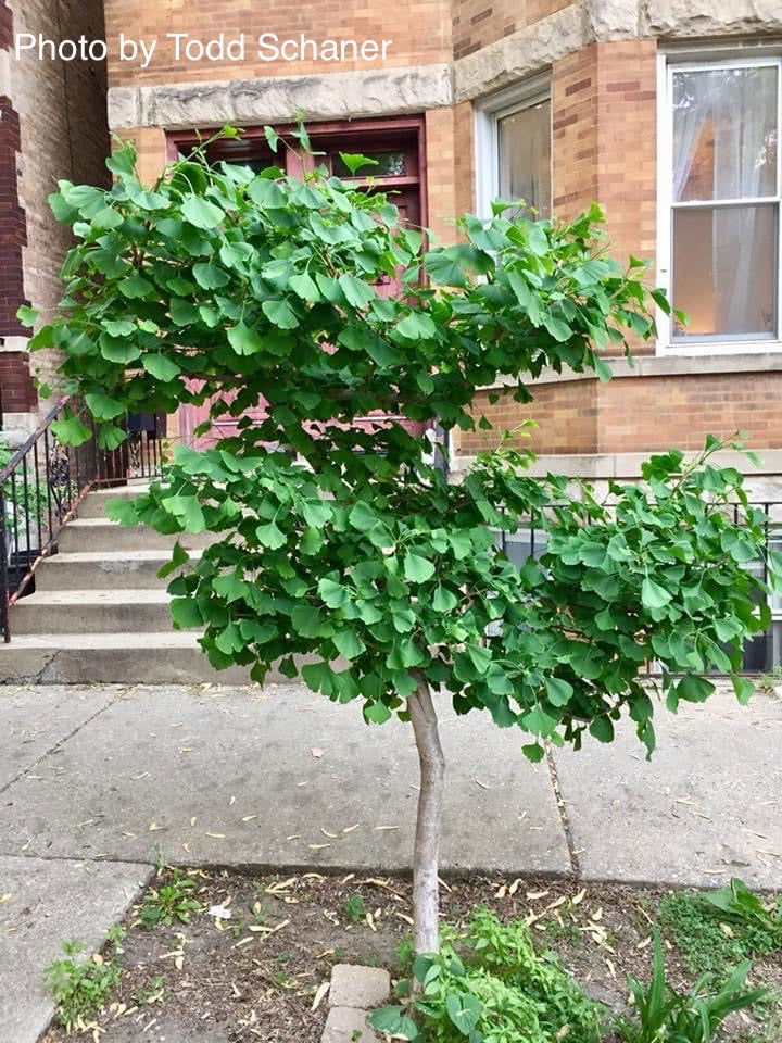 Buy Ginkgo biloba 'Ding-A-Ling' Ginkgo Tree — Mr Maple │ Buy Japanese ...