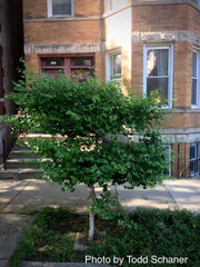 - Ginkgo biloba 'Ding-A-Ling' Male Ginkgo Tree - Mr Maple │ Buy Japanese Maple Trees