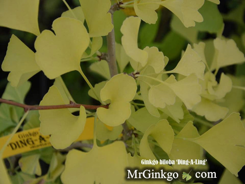 - Ginkgo biloba 'Ding-A-Ling' Male Ginkgo Tree - Mr Maple │ Buy Japanese Maple Trees