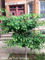 - Ginkgo biloba 'Ding-A-Ling' Male Ginkgo Tree - Mr Maple │ Buy Japanese Maple Trees