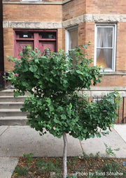 - Ginkgo biloba 'Ding-A-Ling' Male Ginkgo Tree - Mr Maple │ Buy Japanese Maple Trees