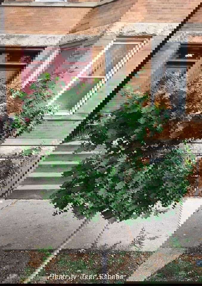 - Ginkgo biloba 'Ding-A-Ling' Male Ginkgo Tree - Mr Maple │ Buy Japanese Maple Trees