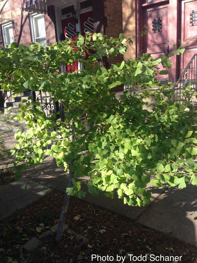 - Ginkgo biloba 'Ding-A-Ling' Male Ginkgo Tree - Mr Maple │ Buy Japanese Maple Trees