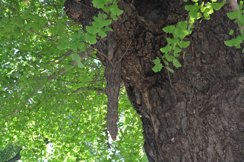 - Ginkgo biloba 'Ding-A-Ling' Male Ginkgo Tree - Mr Maple │ Buy Japanese Maple Trees