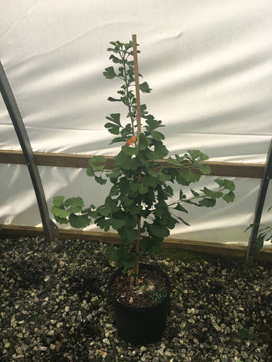 - Ginkgo biloba 'Elmwood W.B.' Dwarf Male Ginkgo Tree - Mr Maple │ Buy Japanese Maple Trees