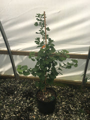 - Ginkgo biloba 'Elmwood W.B.' Dwarf Male Ginkgo Tree - Mr Maple │ Buy Japanese Maple Trees