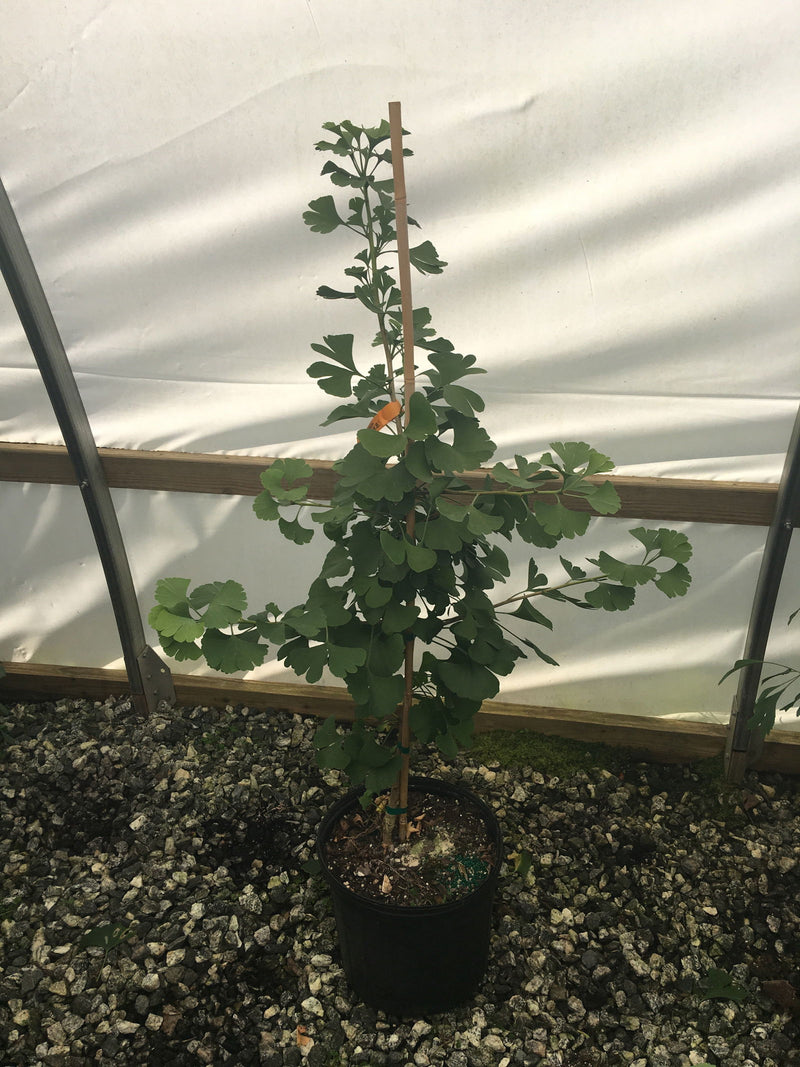 - Ginkgo biloba 'Elmwood W.B.' Dwarf Male Ginkgo Tree - Mr Maple │ Buy Japanese Maple Trees