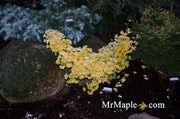 - Ginkgo biloba 'Everton Broom' Dwarf Ginkgo Tree - Mr Maple │ Buy Japanese Maple Trees