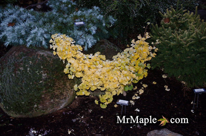- Ginkgo biloba 'Everton Broom' Dwarf Ginkgo Tree - Mr Maple │ Buy Japanese Maple Trees
