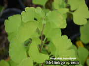 - Ginkgo biloba 'Everton Broom' Dwarf Ginkgo Tree - Mr Maple │ Buy Japanese Maple Trees