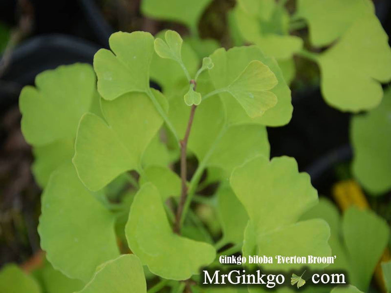 - Ginkgo biloba 'Everton Broom' Dwarf Ginkgo Tree - Mr Maple │ Buy Japanese Maple Trees