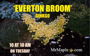 - Ginkgo biloba 'Everton Broom' Dwarf Ginkgo Tree - Mr Maple │ Buy Japanese Maple Trees