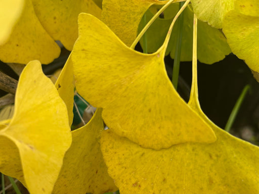 - Ginkgo biloba 'Fairmont' Narrow Male Ginkgo Tree - Mr Maple │ Buy Japanese Maple Trees