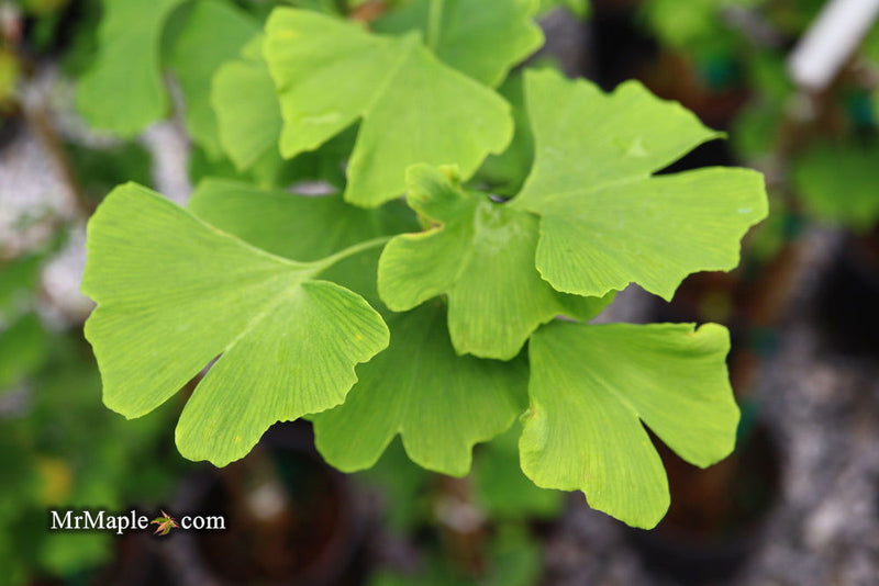- Ginkgo biloba 'Fairmont' Narrow Male Ginkgo Tree - Mr Maple │ Buy Japanese Maple Trees