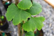 - Ginkgo biloba 'Fairmont' Narrow Male Ginkgo Tree - Mr Maple │ Buy Japanese Maple Trees