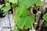 - Ginkgo biloba 'Fairmont' Narrow Male Ginkgo Tree - Mr Maple │ Buy Japanese Maple Trees