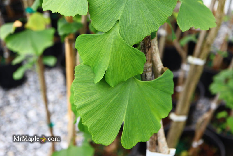 - Ginkgo biloba 'Fairmont' Narrow Male Ginkgo Tree - Mr Maple │ Buy Japanese Maple Trees