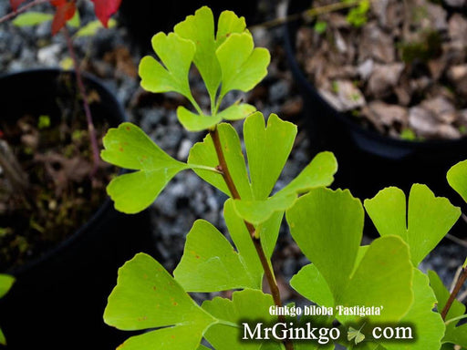 - Ginkgo biloba 'Fastigiata' Narrow Male Ginkgo Tree - Mr Maple │ Buy Japanese Maple Trees