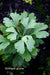 - Ginkgo biloba 'Folkert's Select' Male Small Leaf Ginkgo Tree - Mr Maple │ Buy Japanese Maple Trees