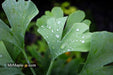 - Ginkgo biloba 'Folkert's Select' Male Small Leaf Ginkgo Tree - Mr Maple │ Buy Japanese Maple Trees