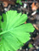 - Ginkgo biloba 'Folkert's Select' Male Small Leaf Ginkgo Tree - Mr Maple │ Buy Japanese Maple Trees