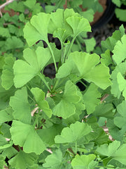 - Ginkgo biloba 'Folkert's Select' Male Small Leaf Ginkgo Tree - Mr Maple │ Buy Japanese Maple Trees